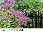 Eupatorium blooms in the garden. Посконник. Стоковое фото, фотограф Андрей Никитин / Фотобанк Лори