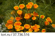 Flora of Gran Canaria - Eschscholzia californica, the California poppy, introduced and invasive species natural macro floral background. Стоковое фото, фотограф Tamara Kulikova / Фотобанк Лори