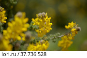 Flora of Gran Canaria - bright yellow flowers of Teline microphylla, broom species endemic to the island, natural macro floral background. Стоковое фото, фотограф Tamara Kulikova / Фотобанк Лори