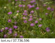 Flora of Gran Canaria - Spergularia fimbriata, fringed sandspurry, natural macro floral background. Стоковое фото, фотограф Tamara Kulikova / Фотобанк Лори
