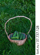 На даче созрели зеленые хрустящие огурчики. At the dacha, green crispy cucumbers are ripe. Стоковое фото, фотограф Мария / Фотобанк Лори