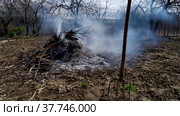 Burning garbage in a summer cottage. Gardening work in the spring. Spring garbage collection. Стоковое видео, видеограф Лилия Фролова / Фотобанк Лори