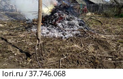 Spring work in the garden. Garbage collection. Burning garbage in a summer cottage. Gardening work in the spring. Стоковое видео, видеограф Лилия Фролова / Фотобанк Лори