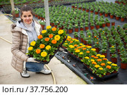 Female floriculturist arranging pots with blooming Calendula. Стоковое фото, фотограф Яков Филимонов / Фотобанк Лори