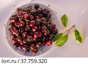 Спелая сочная крупная ароматная черешня на тарелке. Ripe juicy large fragrant cherries on a plate. Стоковое фото, фотограф Мария / Фотобанк Лори
