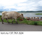 Коровы пришли на водопой. Стоковое фото, фотограф Фотиния Куимова / Фотобанк Лори