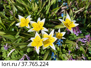 Цветы тюльпана позднего (Tulipa tarda) на клумбе солнечным весенним днем. Стоковое фото, фотограф Виктор Карасев / Фотобанк Лори