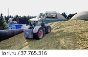 Preparation of animal food in agricultural complex. Tractor digging big pile of minced maize. Стоковое видео, видеограф Яков Филимонов / Фотобанк Лори