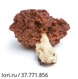 Строчок обыкновенный (Gyromitra esculenta) - условно съедобный гриб на белом фоне. Стоковое фото, фотограф Александр Романов / Фотобанк Лори