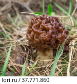 Весенние грибы (Gyromitra esculenta), строчок, первый весенний гриб в лесу. Стоковое фото, фотограф Александр Романов / Фотобанк Лори