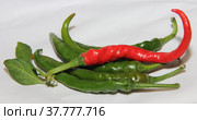 Spicy chili. Astrakhan pepper. Стоковое фото, фотограф Елена Бобкова / Фотобанк Лори