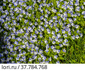 Вероника нитевидная (лат. Veronica filiformis) Стоковое фото, фотограф Галина Савина / Фотобанк Лори