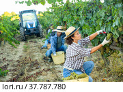 Woman harvesting ripe grapes at vineyard. Стоковое фото, фотограф Яков Филимонов / Фотобанк Лори