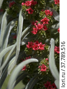 Flora of Tenerife - Echium wildpretii, red bugloss. Стоковое фото, фотограф Tamara Kulikova / Фотобанк Лори