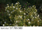 Flora of Gran Canaria - flowering Cistus monspeliensis ssp. canariensis, Montpellier rockrose, Canary subspecies, pyrophile plant (2022 год). Стоковое фото, фотограф Tamara Kulikova / Фотобанк Лори