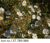 Flora of Gran Canaria - flowering Cistus monspeliensis ssp. canariensis, Montpellier rockrose, Canary subspecies, pyrophile plant (2022 год). Стоковое фото, фотограф Tamara Kulikova / Фотобанк Лори