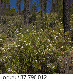 Flora of Gran Canaria - flowering Cistus monspeliensis ssp. canariensis, Montpellier rockrose, Canary subspecies, pyrophile plant (2022 год). Стоковое фото, фотограф Tamara Kulikova / Фотобанк Лори