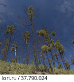 Gran Canaria, landscape of the mountainous part of the island in the Nature Park Tamadaba (2022 год). Стоковое фото, фотограф Tamara Kulikova / Фотобанк Лори