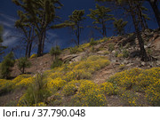 Gran Canaria, landscape of the mountainous part of the island in the Nature Park Tamadaba (2022 год). Стоковое фото, фотограф Tamara Kulikova / Фотобанк Лори