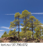 Gran Canaria, landscape of the mountainous part of the island in the Nature Park Tamadaba (2022 год). Стоковое фото, фотограф Tamara Kulikova / Фотобанк Лори