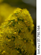 Flora of Gran Canaria - large inflorescence of Aeonium undulatum, succulent endemic to the island natural macro floral background. Стоковое фото, фотограф Tamara Kulikova / Фотобанк Лори