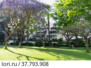 Beautiful park with jacaranda trees and green grass near residental building in Ramat-Gan, Israel (2022 год). Редакционное фото, фотограф Георгий Дзюра / Фотобанк Лори