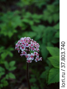 Цветущая Дармера, Darmera Peltata (Пельтифиллум щитовидный, лат. Peltiphyllum peltatum) в саду. Стоковое фото, фотограф Андрей Пустякин / Фотобанк Лори