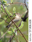 Phylloscopus trochilus. Пеночка весничка весной среди ветвей ивы, Ямало-Ненецкий автономный округ. Стоковое фото, фотограф Григорий Писоцкий / Фотобанк Лори