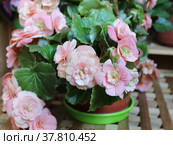 Розовая бегония клубневая (Begonia Tuberhybrida) Стоковое фото, фотограф Елена Орлова / Фотобанк Лори