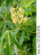 Соцветие  каштана конского жёлтого (Aesculus flava Sol.) Стоковое фото, фотограф Ирина Борсученко / Фотобанк Лори
