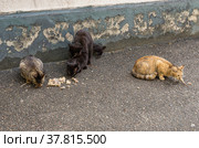 Бездомные кошки спариваются. Кормление бездомных животных. Stray cats mate. Feeding stray animals. Стоковое фото, фотограф Евгений Романов / Фотобанк Лори