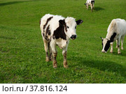 Young white spotted cow grazes on a summer juicy green meadow. Стоковое фото, фотограф Кристина Сорокина / Фотобанк Лори
