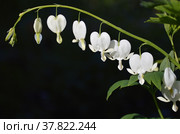 Веточка белых цветков дицентры Dicentra spectabilis, разбитого сердца, в саду. Стоковое фото, фотограф Елена Елистратова / Фотобанк Лори
