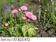 Цветущая розовая маргаритка помпонная (лат. Bellis perennis) на клумбе в саду. Стоковое фото, фотограф Елена Коромыслова / Фотобанк Лори