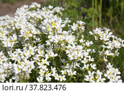 Арабис, или резуха (лат. Arabis) цветет весной в саду. Стоковое фото, фотограф Елена Коромыслова / Фотобанк Лори