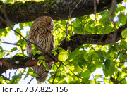 Серая неясыть strix aluco. Стоковое фото, фотограф Вячеслав Орос / Фотобанк Лори