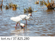 African spoonbills. Стоковое фото, фотограф Art Konovalov / Фотобанк Лори