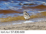 Мородунка (Xenus cinereus). Птица весной на берегу озера, Ямало-Ненецкий автономный округ. Стоковое фото, фотограф Григорий Писоцкий / Фотобанк Лори