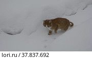 Cat footprints. Ginger cat frolics in the garden on the snow. Стоковое видео, видеограф Лилия Фролова / Фотобанк Лори