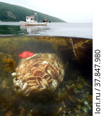 Сетка с выловленными морепродуктами под водой (2019 год). Редакционное фото, фотограф Яна Савинова / Фотобанк Лори