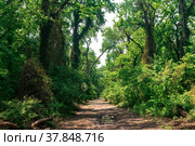 Dirt road through subtropical liana forest. Стоковое фото, фотограф Евгений Харитонов / Фотобанк Лори