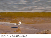 Птица Галстучник в реке. Птица рода зуйки из семейства ржанковых. Кулик Charadrius hiaticula Linnaeus. Стоковое фото, фотограф Тараканова Светлана / Фотобанк Лори