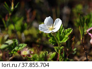 Rubus chamaemorus.Цветущий кустик морошки крупным планом на болоте, Ямало-Ненецкий автономный округ. Стоковое фото, фотограф Григорий Писоцкий / Фотобанк Лори