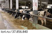 Животноводческая ферма зимой, коровник. Коровы едят сено. Cattle breeding farm in winter, сowshed. Cows eat hay. (2022 год). Редакционное видео, видеограф Евгений Романов / Фотобанк Лори