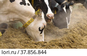 Животноводческая ферма зимой, коровник. Коровы едят сено. Cattle breeding farm in winter, сowshed. Cows eat hay. Стоковое видео, видеограф Евгений Романов / Фотобанк Лори