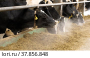 Животноводческая ферма зимой, коровник. Коровы едят сено. Cattle breeding farm in winter, сowshed. Cows eat hay. Стоковое видео, видеограф Евгений Романов / Фотобанк Лори