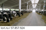 Животноводческая ферма, коровник. Коровы едят сено. Cattle breeding farm, сowshed. Cows eat hay. (2022 год). Редакционное видео, видеограф Евгений Романов / Фотобанк Лори