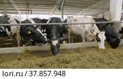 Животноводческая ферма, коровник. Коровы едят сено. Cattle breeding farm, сowshed. Cows eat hay. (2022 год). Редакционное видео, видеограф Евгений Романов / Фотобанк Лори