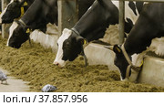 Животноводческая ферма, коровник. Коровы едят сено. Cattle breeding farm, сowshed. Cows eat hay. (2022 год). Редакционное видео, видеограф Евгений Романов / Фотобанк Лори
