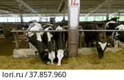 Животноводческая ферма, коровник. Коровы едят сено. Cattle breeding farm, сowshed. Cows eat hay. (2022 год). Редакционное видео, видеограф Евгений Романов / Фотобанк Лори